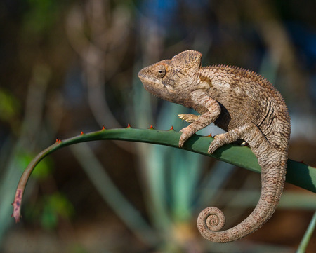 Chameleon sitting on a branch. Madagascar. An excellent illustration. Close-up.の写真素材