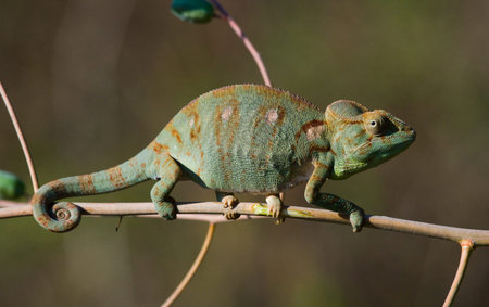 Chameleon sitting on a branch. Madagascar. An excellent illustration. Close-up.の写真素材