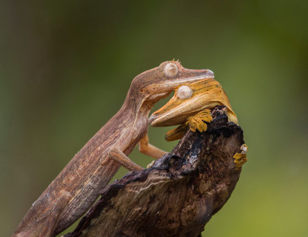Two leaf-tailed gecko sitting on a branch. unusual perspective. Madagascar. An excellent...