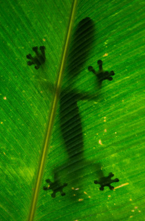 Leaf-tailed gecko is sitting on a large green leaf. Silhouette. unusual perspective. Madagascar. An...
