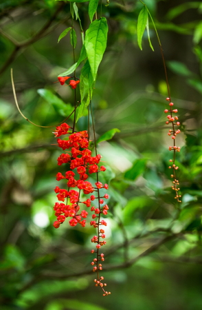 Beautiful tropical red flower. Madagascar. An excellent illustration.の写真素材
