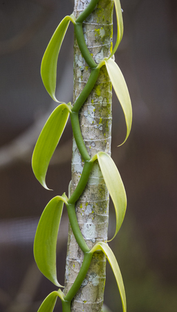 Detail of tropical liana. Madagascar. An excellent illustration.の写真素材