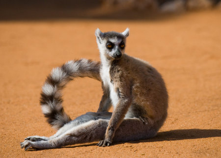 Ring-tailed lemur sitting on the ground. Madagascar. An excellent illustration.