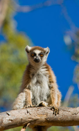 Ring-tailed lemur sitting on a tree. Madagascar.