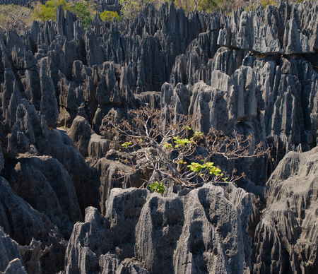 Tsingy de Bemaraha. Typical landscape. Madagascar.の写真素材