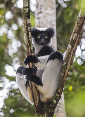 Indri sitting on a tree. Madagascar. Mantadia National Park. An excellent illustration.の写真素材