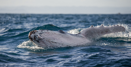 The fin humpback whale. Madagascar. St. Mary's Island. An excellent illustration.の写真素材