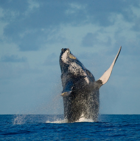 Humpback whale jumps out of the water. Madagascar. St. Mary's Island. An excellent illustration.の写真素材