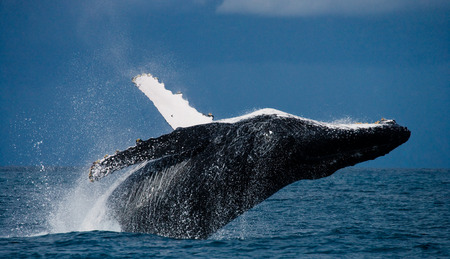 Humpback whale jumps out of the water. Madagascar. St. Mary's Island. An excellent illustration.の写真素材