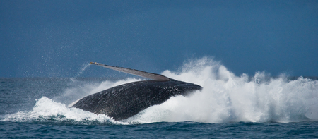 The fin splashing humpback whale. Madagascar. St. Mary's Island. An excellent illustration.の写真素材