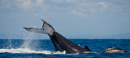 The tail of the humpback whale. Madagascar. St. Mary's Island. An excellent illustration.の写真素材