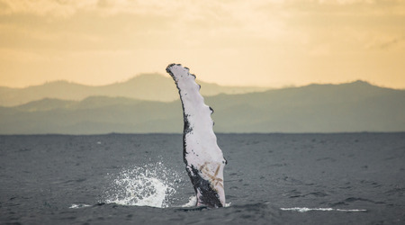 The fin humpback whale. Madagascar. St. Mary's Island. An excellent illustration.の写真素材