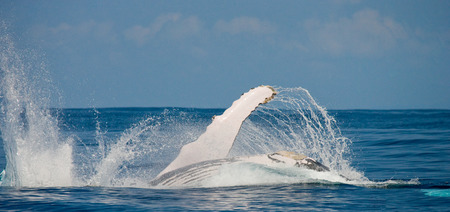 The fin humpback whale. Madagascar. St. Mary's Island. An excellent illustration.の写真素材