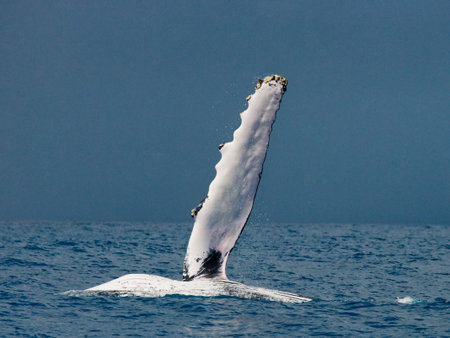 The fin humpback whale. Madagascar. St. Mary's Island. An excellent illustration.の写真素材