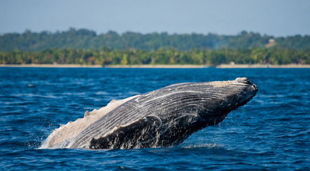 Humpback whale jumps out of the water. Madagascar. St. Mary's Island. An excellent illustration.の写真素材