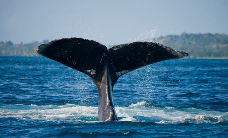 The tail of the humpback whale. Madagascar. St. Mary's Island. An excellent illustration.の写真素材