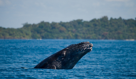 Humpback whale jumps out of the water. Madagascar. St. Mary's Island.の写真素材