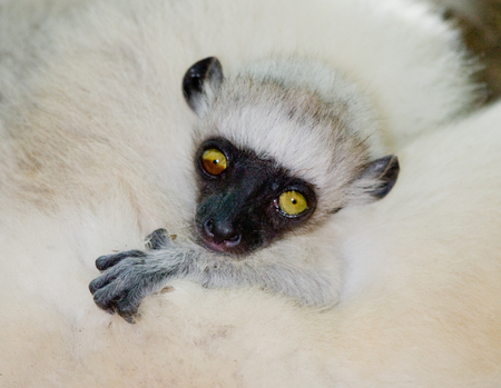 Portrait of a baby dancing Sifaka. close-up. Madagascar. An excellent illustration.の写真素材