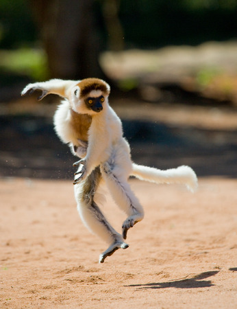 Dancing Sifaka is jumping. Madagascar. An excellent illustration.の写真素材