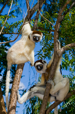 Dancing Sifaka sitting on a tree. Madagascar. An excellent illustration.の写真素材