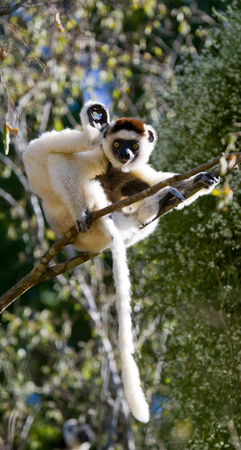 Dancing Sifaka sitting on a tree. Madagascar. An excellent illustration.の写真素材