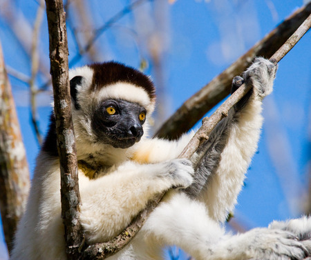 Dancing Sifaka sitting on a tree. Madagascar. An excellent illustration.の写真素材