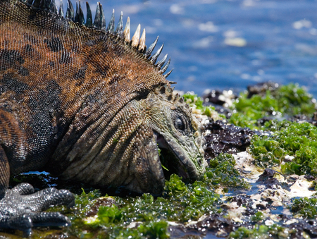 The marine iguana eating seaweed. The Galapagos Islands. Pacific Ocean. Ecuador. An excellent illustration.の写真素材