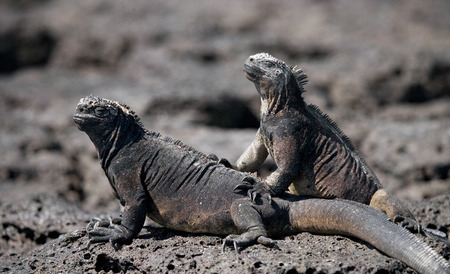 Marine iguanas are sitting on rocks. The Galapagos Islands. Pacific Ocean. Ecuador. An excellent illustration.Marine iguanas are sitting on rocks. The Galapagos Islands. Pacific Ocean. Ecuador. An excellent illustration.の写真素材