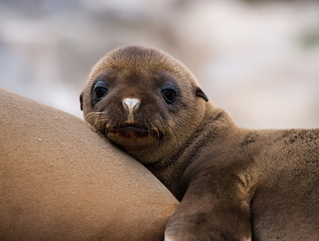Portrait of a sea lion. The Galapagos Islands. Pacific Ocean. Ecuador.の写真素材