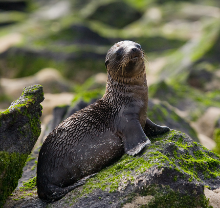 Sea Lion on the rocks. The Galapagos Islands. Pacific Ocean. Ecuador. An excellent illustration.の写真素材