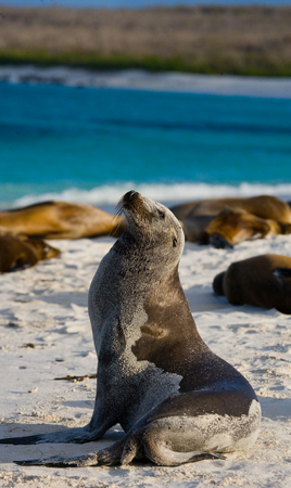 Sea lion sitting on the sand. The Galapagos Islands. Pacific Ocean. Ecuador. An excellent illustration.の写真素材