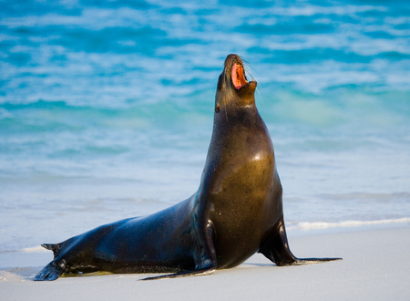 Sea lion sitting on the sand. The Galapagos Islands. Pacific Ocean. Ecuador. An excellent illustration.の写真素材