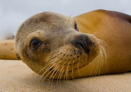 Sea lion sitting on the sand. The Galapagos Islands. Pacific Ocean. Ecuador. An excellent illustration.の写真素材