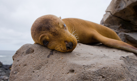 Sea Lion on the rocks. The Galapagos Islands. Pacific Ocean. Ecuador. An excellent illustration.の写真素材