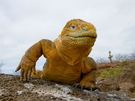 The land iguana sitting on the rocks. The Galapagos Islands. Pacific Ocean. Ecuador. An excellent illustration.の写真素材