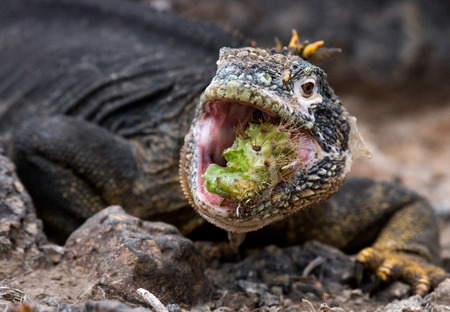 The land iguana eats a cactus. The Galapagos Islands. Pacific Ocean. Ecuador. An excellent illustration.の写真素材