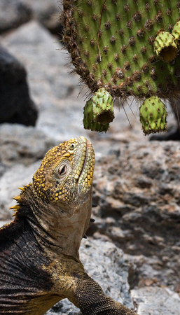 The land iguana eats a cactus. The Galapagos Islands. Pacific Ocean. Ecuador. An excellent illustration.の写真素材