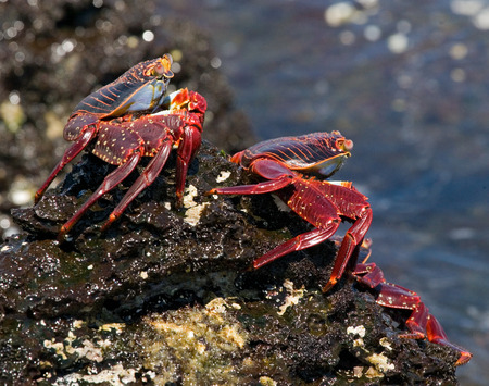 Some red crab sitting on the rocks. The Galapagos Islands. Pacific Ocean. Ecuador. An excellent illustration.の写真素材