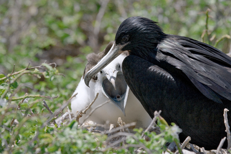 Red-bellied frigate is sitting on a nest. The Galapagos Islands. Birds. Ecuador. An excellent illustration.の写真素材