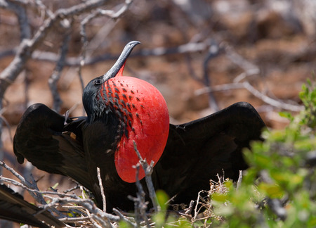 Red-bellied frigate is sitting on a nest. The Galapagos Islands. Birds. Ecuador. An excellent illustration.の写真素材