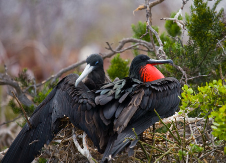 Red-bellied frigate is sitting on a nest. The Galapagos Islands. Birds. Ecuador. An excellent illustration.の写真素材