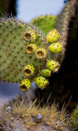 The fruit of the prickly pear cactus up close. The Galapagos Islands. Ecuador. An excellent illustration.の写真素材