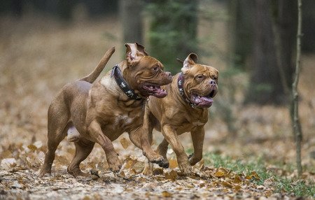 Two Bordeaux Mastiff playing in the autumn park. An excellent illustration.の写真素材