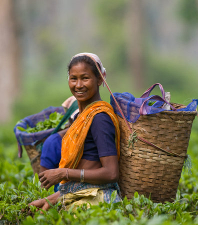 PROVINCE OF ASSAM. INDIA - APRIL 13, 2011: The woman and the nearby village collect tea on a tea...