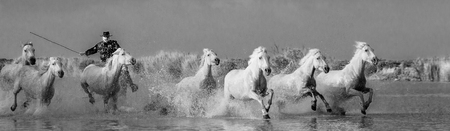 PROVENCE, FRANCE - 08 MAY, 2015: Rider on the horse graze Camargue horses in the swamp nature reserve in the Parc Regional de Camargue - Provence, Franceのeditorial素材