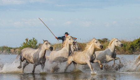 PROVENCE, FRANCE - 08 MAY, 2015: Rider on the horse graze Camargue horses in the swamp nature reserve in the Parc Regional de Camargue - Provence, Franceのeditorial素材