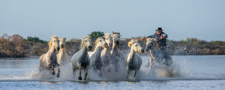 PROVENCE, FRANCE - 08 MAY, 2015: Rider on the horse graze Camargue horses in the swamp nature reserve in the Parc Regional de Camargue - Provence, Franceのeditorial素材