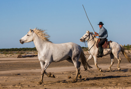 PROVENCE, FRANCE - 09 MAY, 2015: White Camargue Horses galloping on the sand in Parc Regional de Camargue - Provence, Franceのeditorial素材