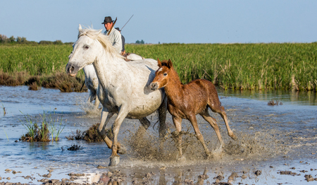 PROVENCE, FRANCE - 07 MAY, 2015: Rider on the White Camargue horse in Parc Regional de Camargue - Provence, Franceのeditorial素材