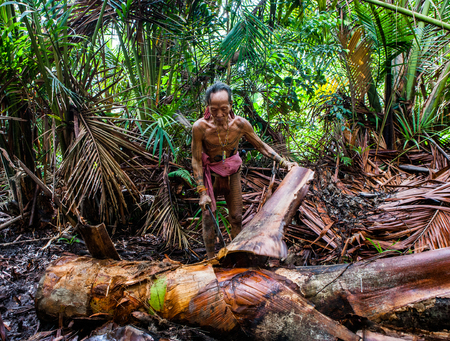 MENTAWAI PEOPLE, WEST SUMATRA, SIBERUT ISLAND, INDONESIA - 16 NOVEMBER 2010: Man Mentawai tribe in the jungle collecting plants.のeditorial素材